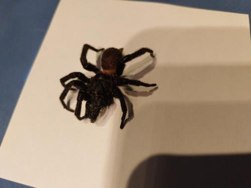 Macrothele calpeiana